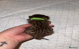 Bengal cats for sale: 10 Beautiful Bengal Kittens - Image 1