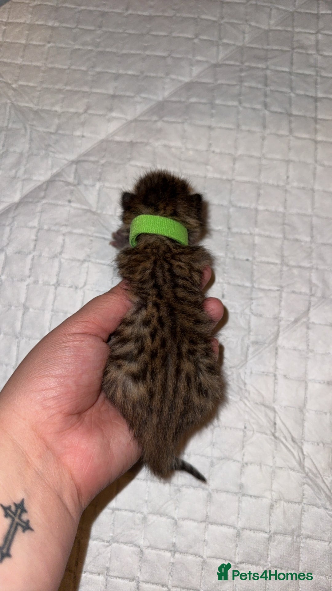 Bengal cats for sale: 10 Beautiful Bengal Kittens - Image 1