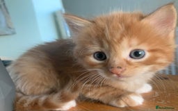 Mixed Breed cats for sale: 2 lovely male kittens nearly 5 weeks old - Image 2