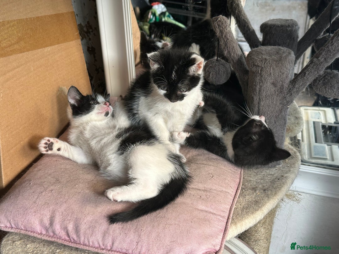 Mixed Breed cats for sale: Three kittens  - Image 6