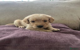 Labradoodle dogs for sale: Irresistible Labradoodle puppies  - Image 8