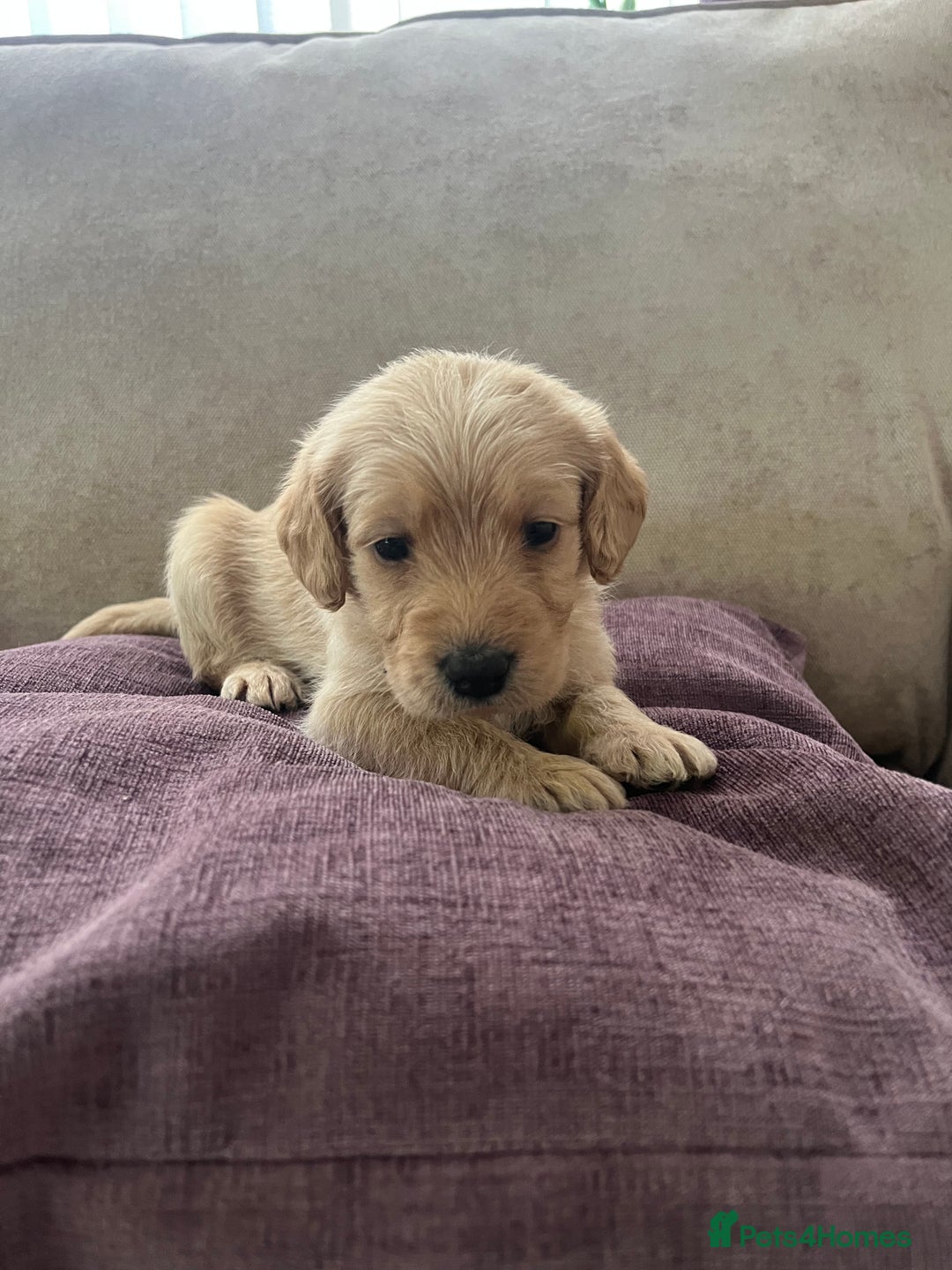 Labradoodle dogs for sale: Irresistible Labradoodle puppies  - Image 8