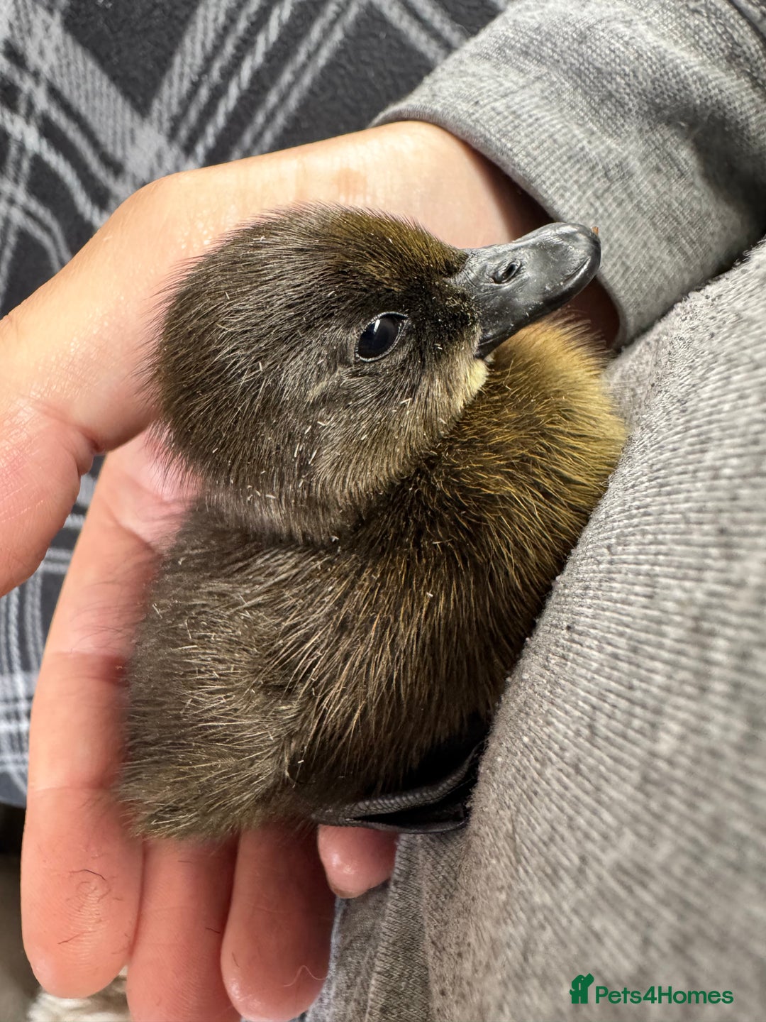 Ducks poultry for sale: 3 Cayuga ducklings  - Image 1