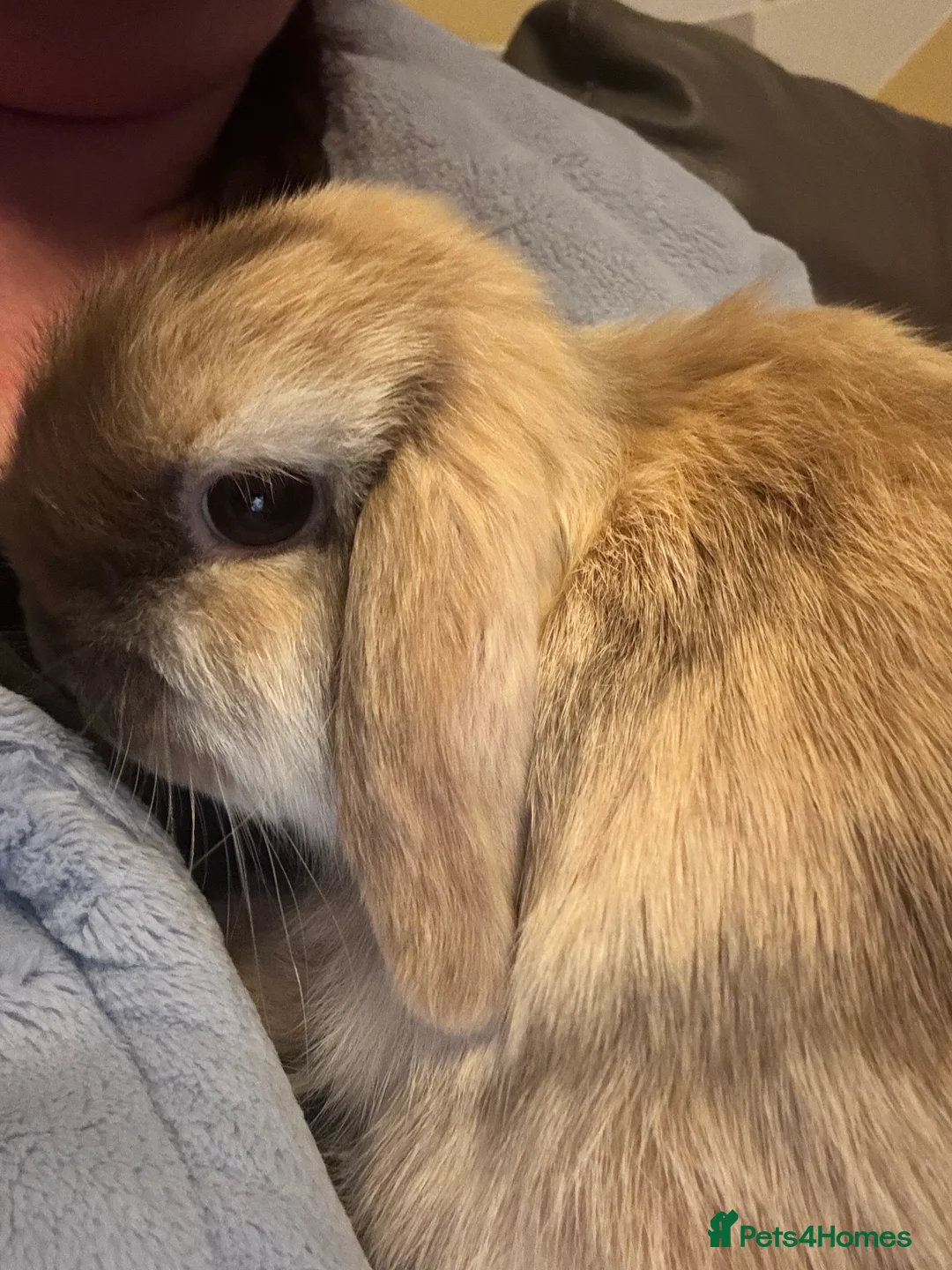 Mini Lop rabbits for sale: Mini lop choc Harli doe  - Advert 2