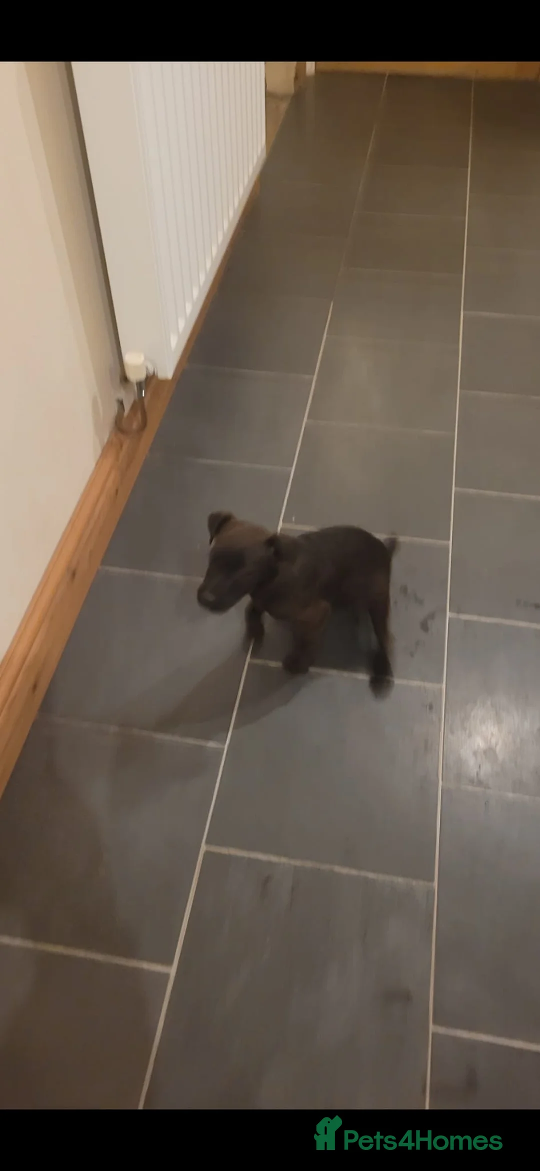 Patterdale Terrier dogs for sale: 13 week old Patterdale pups. - Advert 3