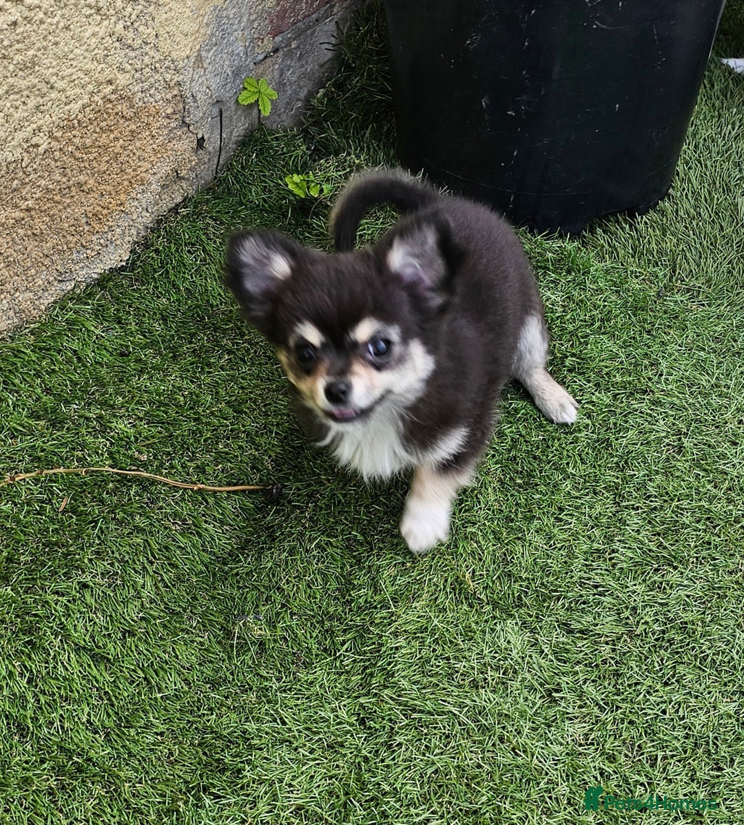 Chihuahua dogs for sale: Long coat Stunning K.C Reg. Puppies **READY NOW** - Image 17