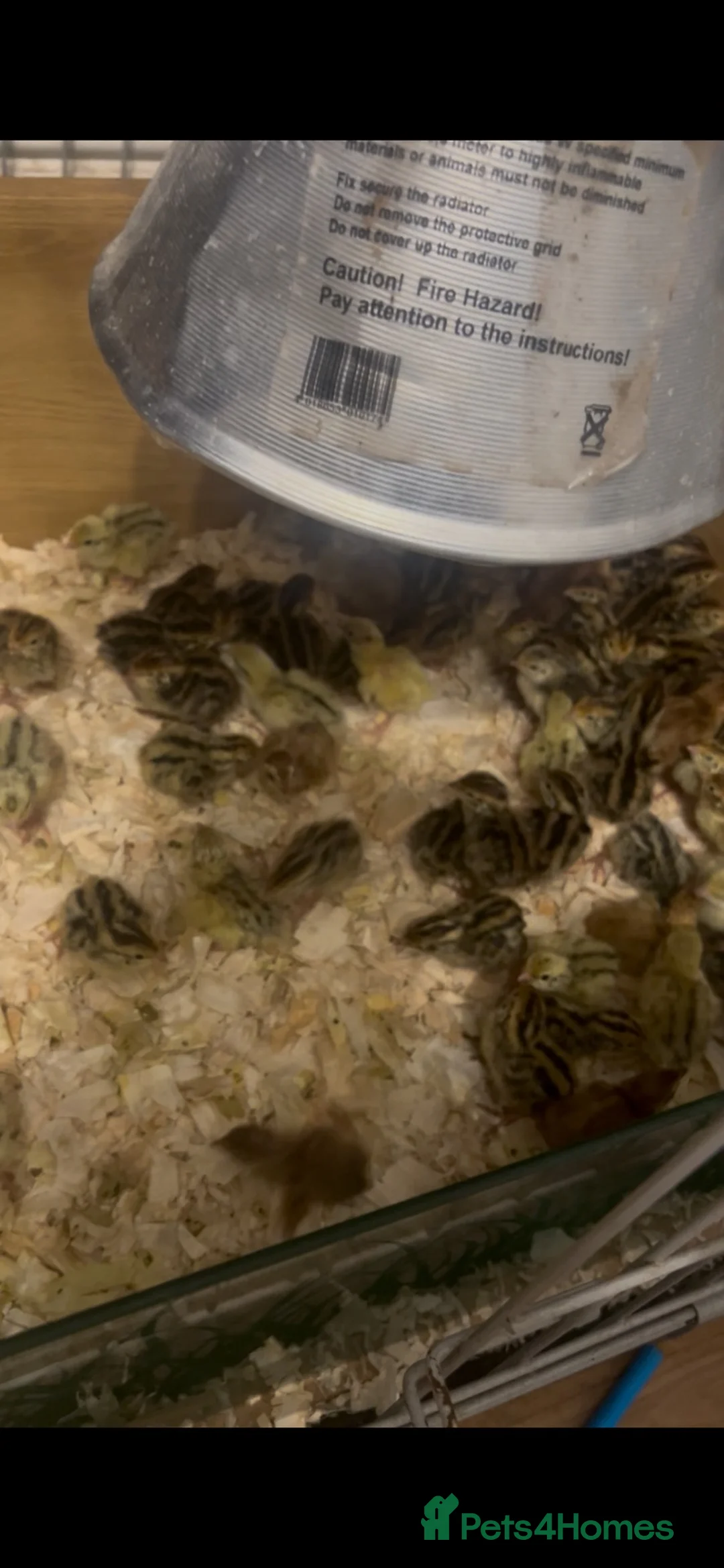 Quail poultry for sale: Courtix quail  - Advert 1