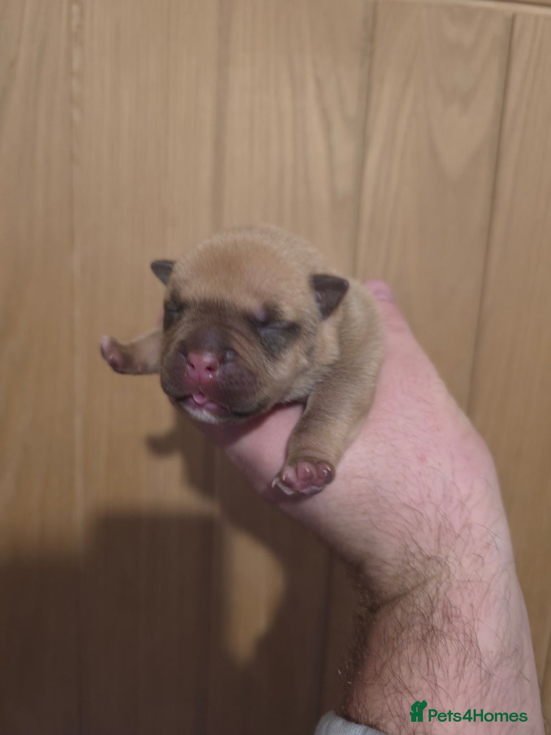 American Bully dogs for sale: Pocket bully puppies - Advert 17