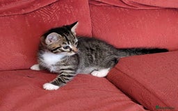 Mixed Breed cats for sale: Cute kittens - Advert 3