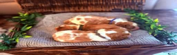 Cavalier King Charles Spaniel dogs for sale: HEALTH TESTED CLEAR cavalier puppies  - Advert 17