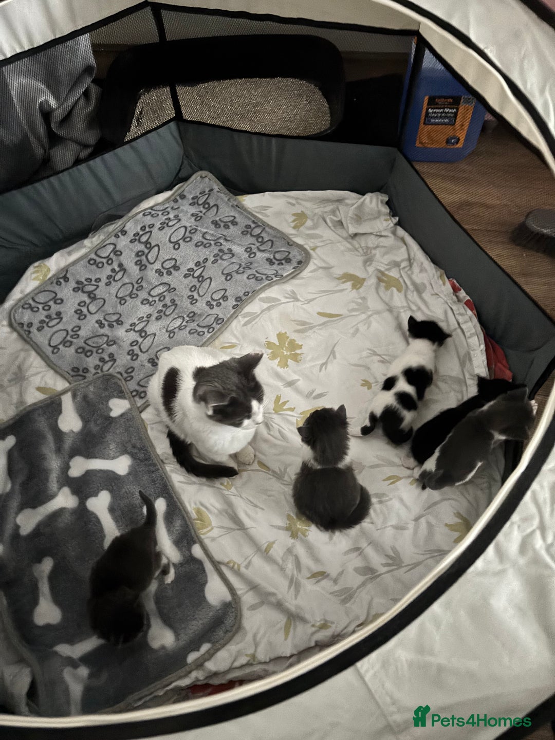 Domestic Shorthair cats for sale: 8 week old kittens - Image 2