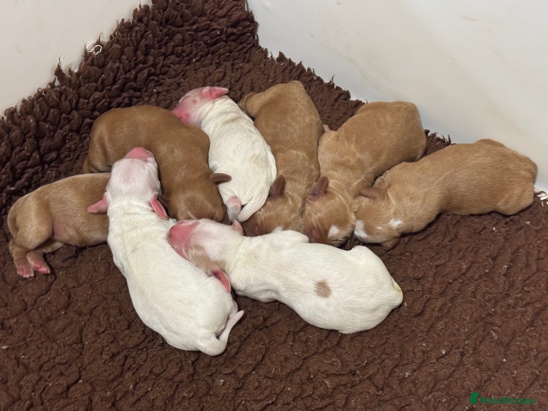 Australian Labradoodle dogs for sale: Perfect Mini Australian Labradoodles 🐾  - Advert 2