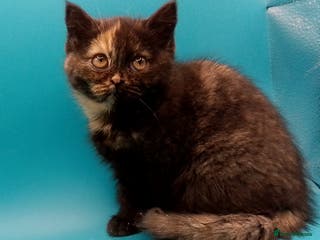 British Shorthair cats Reduced !Beautiful British Shorthair - Advert 12