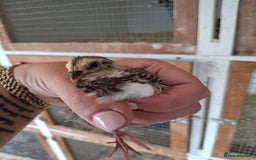 Quail poultry for sale: Coturnix quail  - Image 4