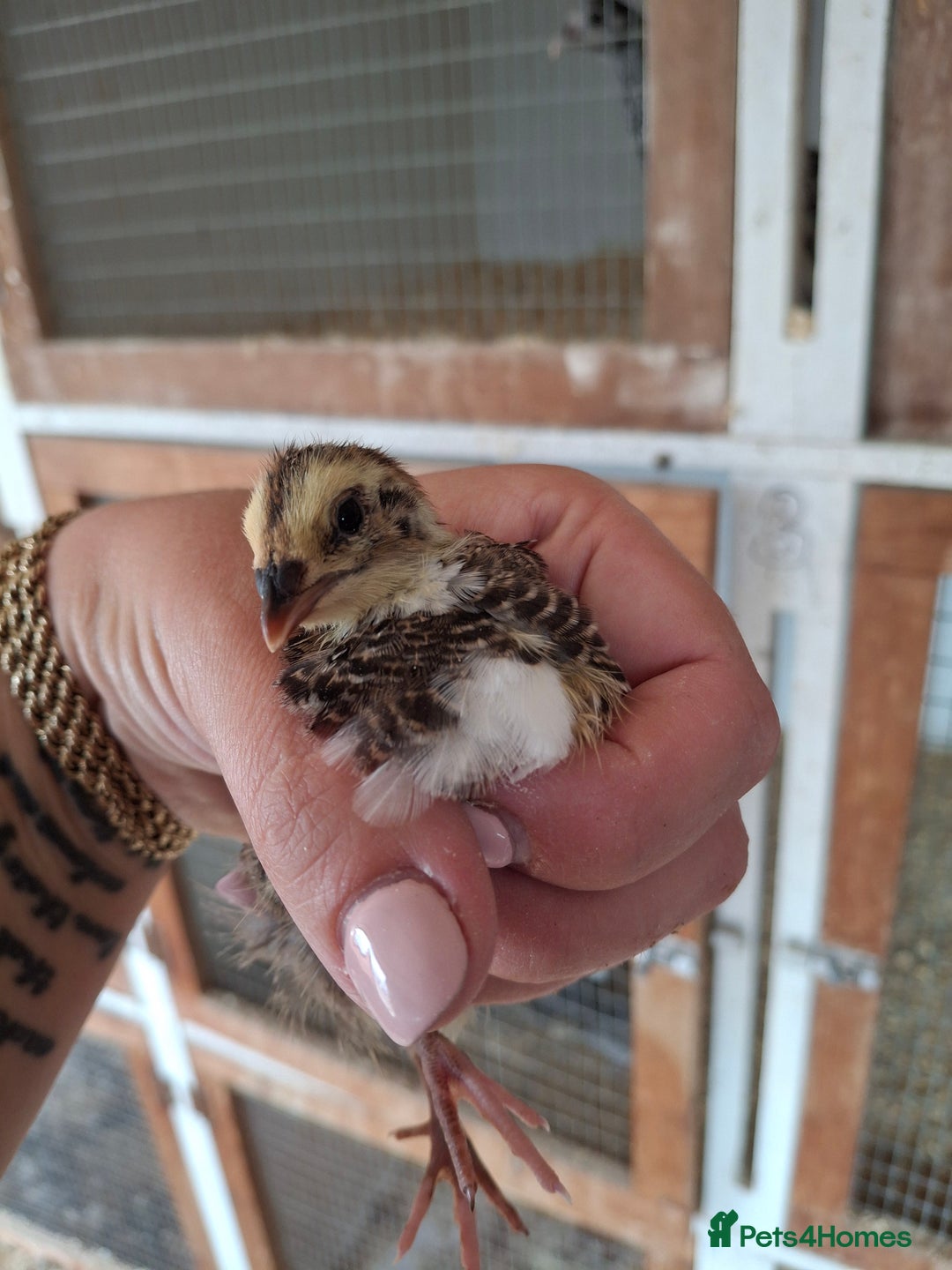 Quail poultry for sale: Coturnix quail  - Image 4