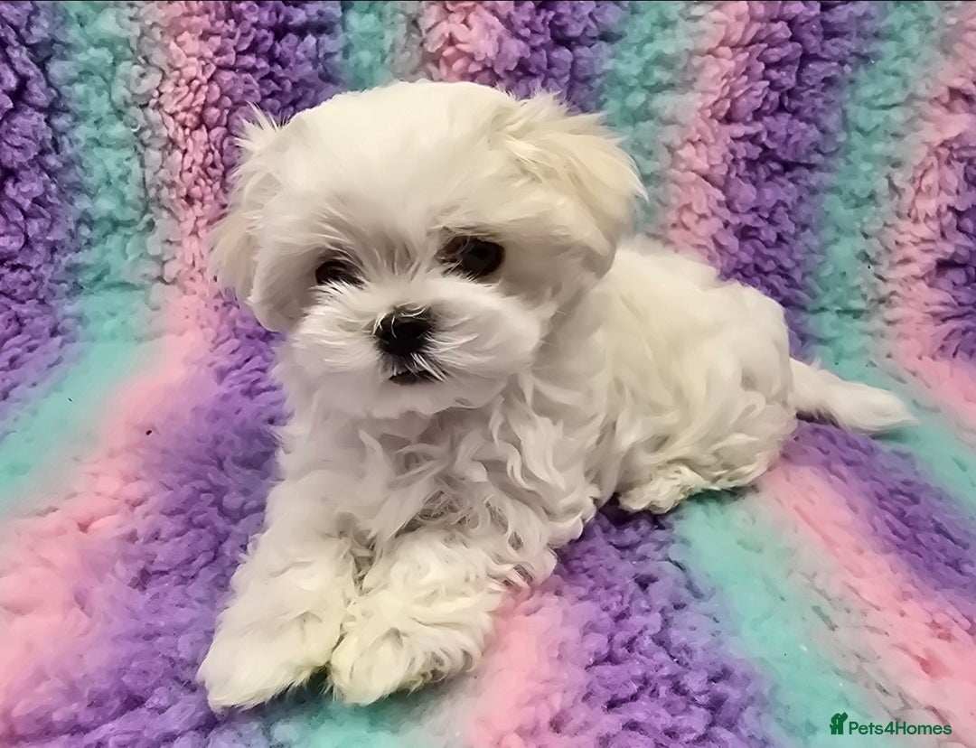 Maltese dogs for sale: FULL KOREAN KC REGISTERED MALTESE PUPIES - Image 17