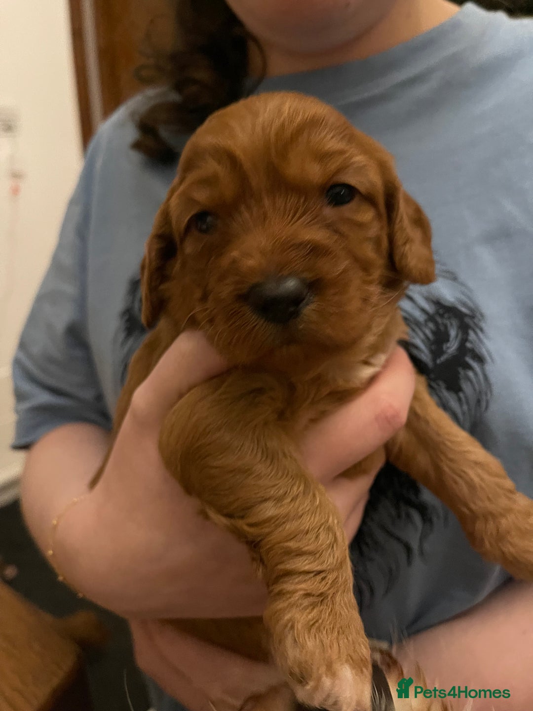 Australian Labradoodle dogs for sale: 100% Pure bred Australian Labradoodle - Advert 30