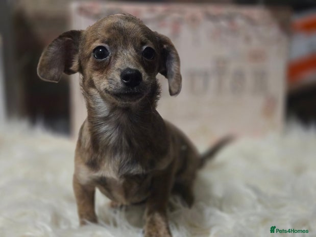 Mixed Breed dogs Pomweenies 💕💕 - Advert 2