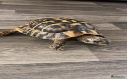 Hermann Tortoise reptiles for sale: Hi I’m selling a Herman Tortoise - Image 1