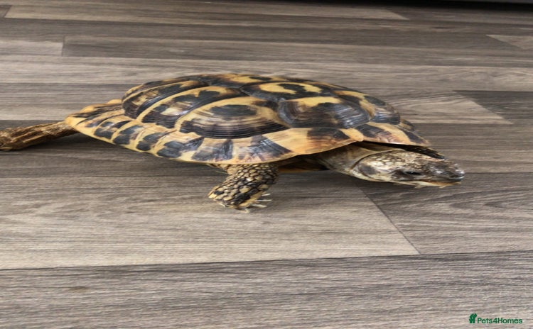 Hermann Tortoise reptiles - Advert 1