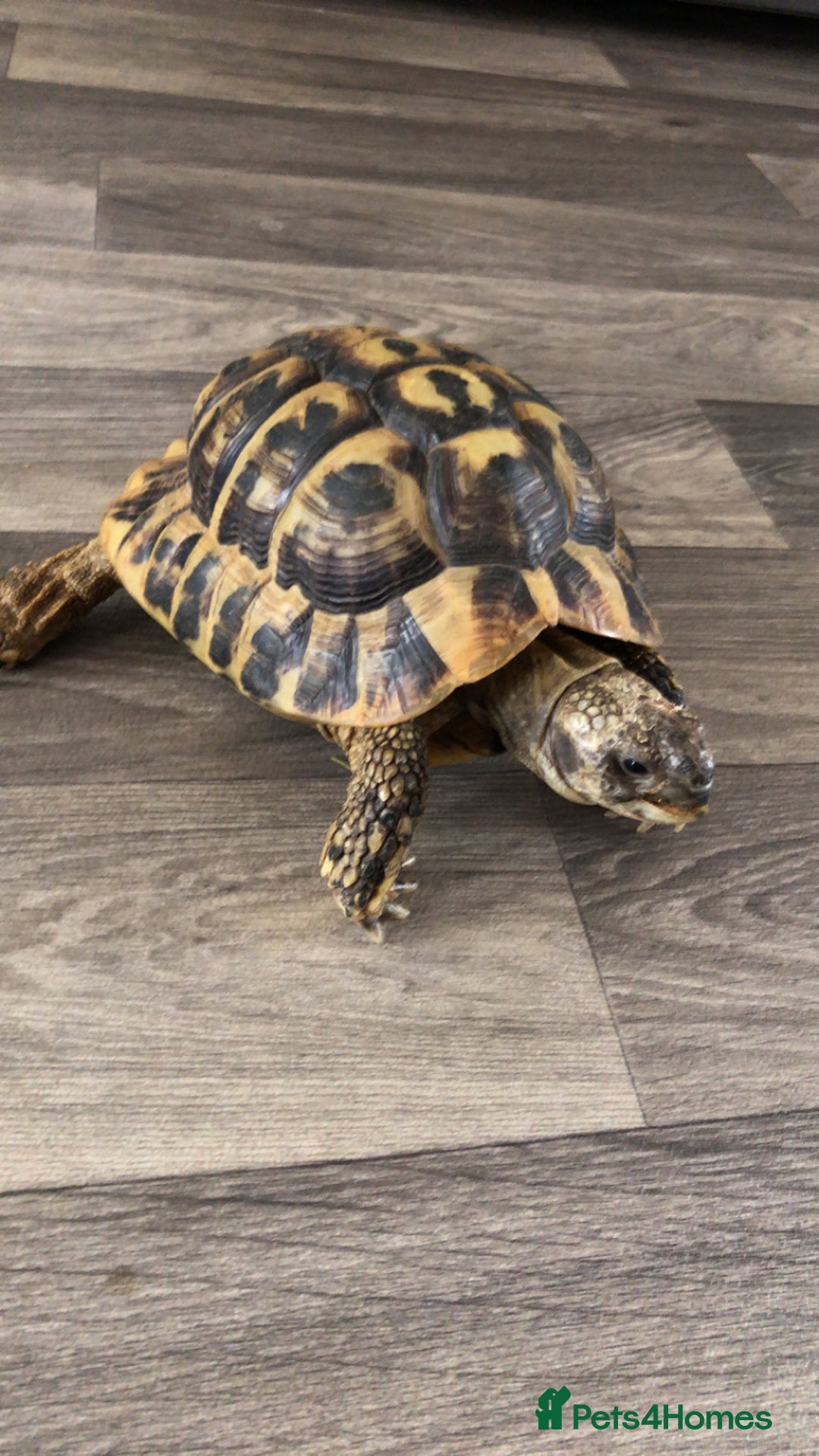 Hermann Tortoise reptiles for sale: Hi I’m selling a Herman Tortoise - Image 1