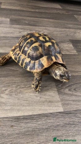 Hermann Tortoise reptiles - Advert 1