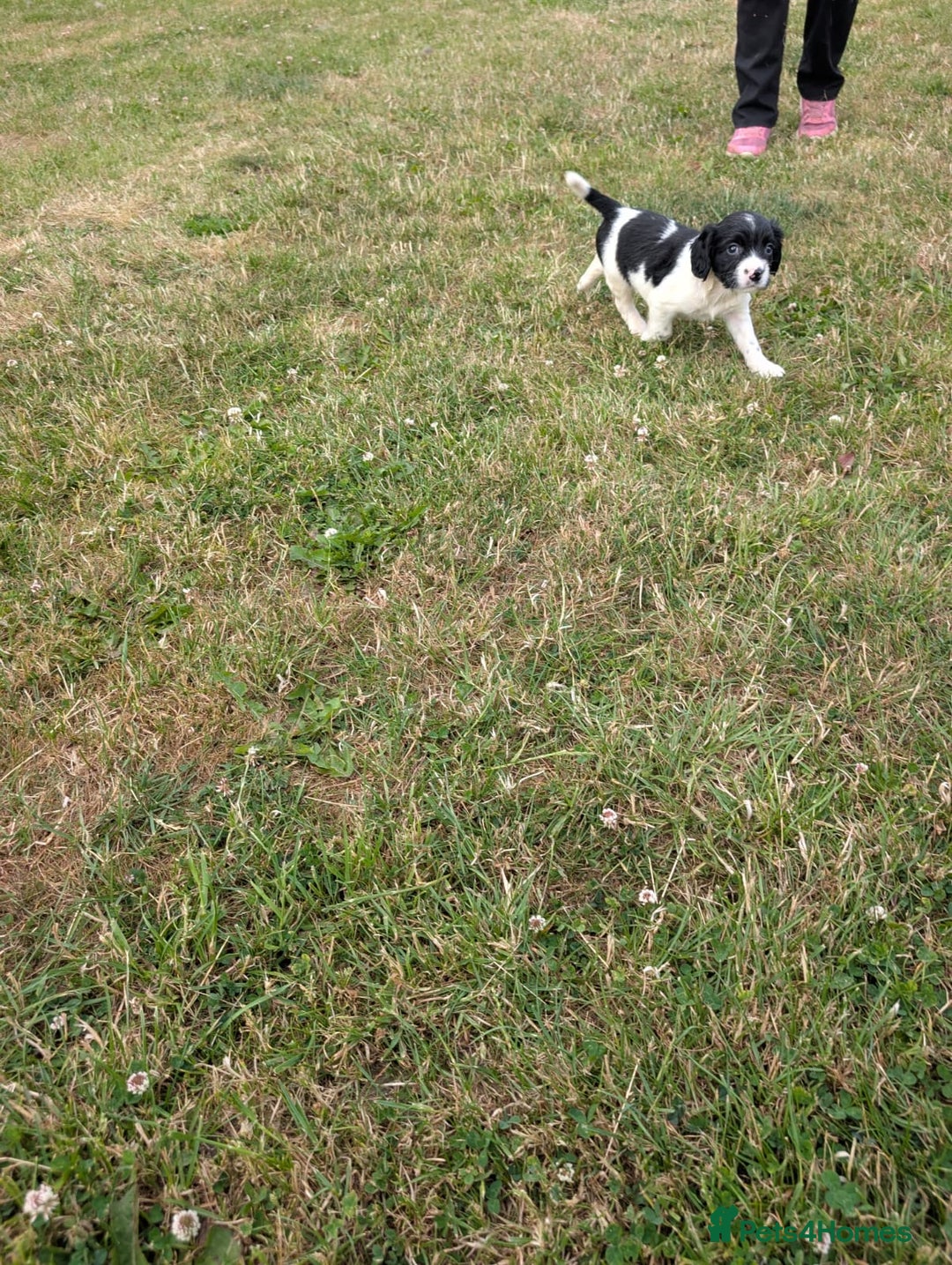 English Springer Spaniel dogs for sale: 8week old springer spaniels - Image 4