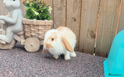 French Lop rabbits for sale: GORGEOUS BABY GIRL ♡ GIANT FRENCH LOP  in Widnes - Image 1