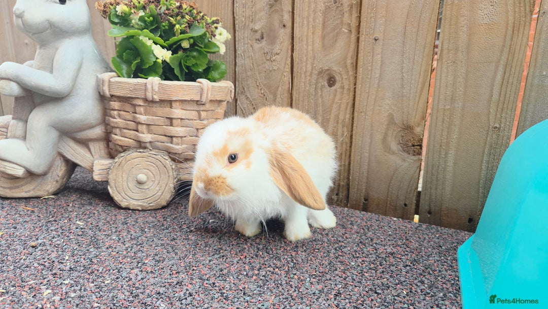 French Lop rabbits for sale: GORGEOUS BABY GIRL ♡ GIANT FRENCH LOP  in Widnes - Image 1