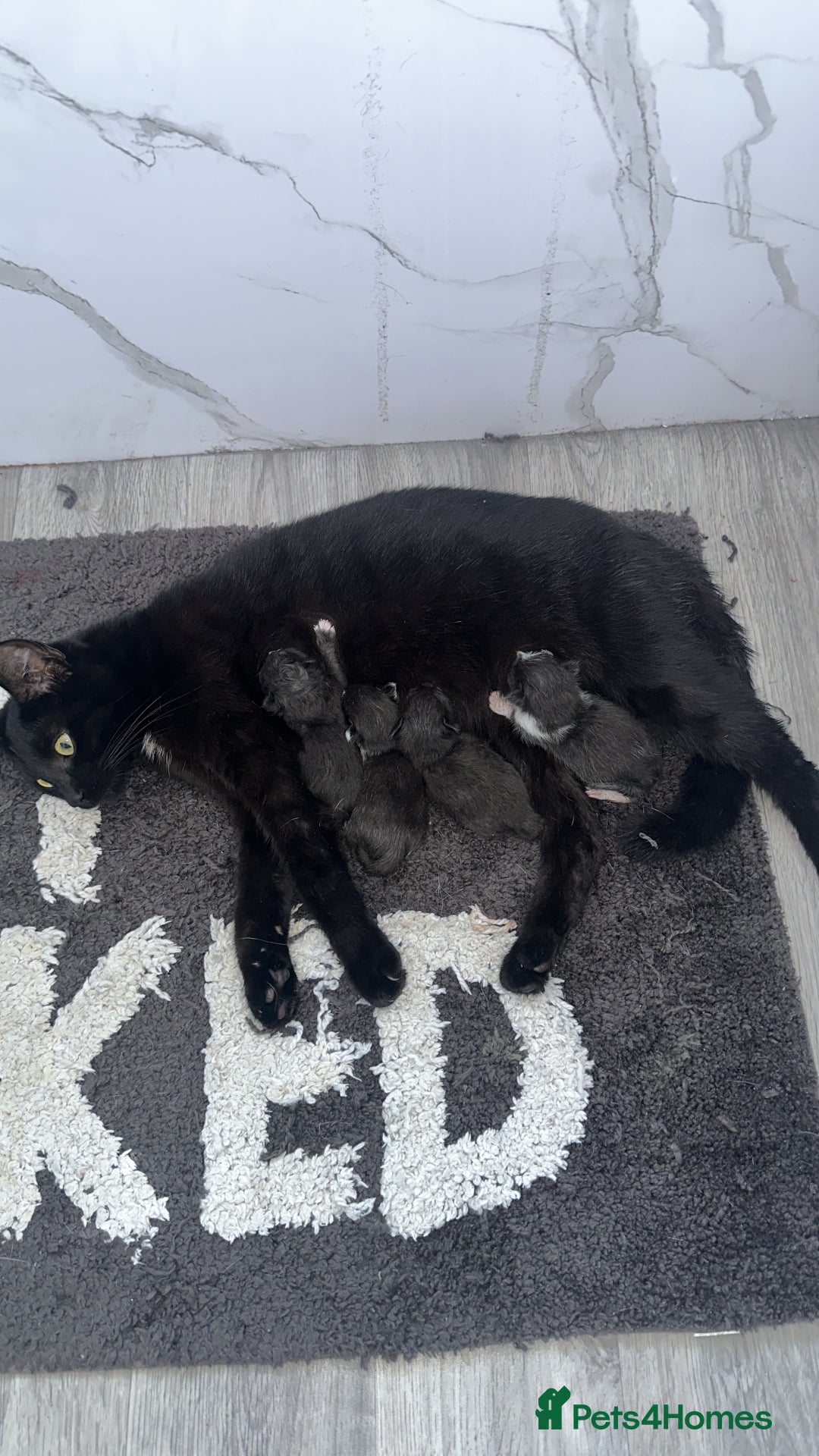Mixed Breed cats for sale: Mixed breed kittens  - Image 2
