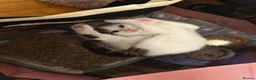 Mixed Breed cats for sale: Beautiful & Bonnie Boys & Mumma - Advert 6