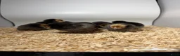 Chickens poultry for sale: USA Bearded silkies, Brahmas, Vorwerk  - Advert 27