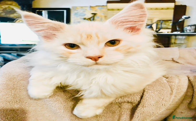 Maine Coon cats in Torquay - Advert 1