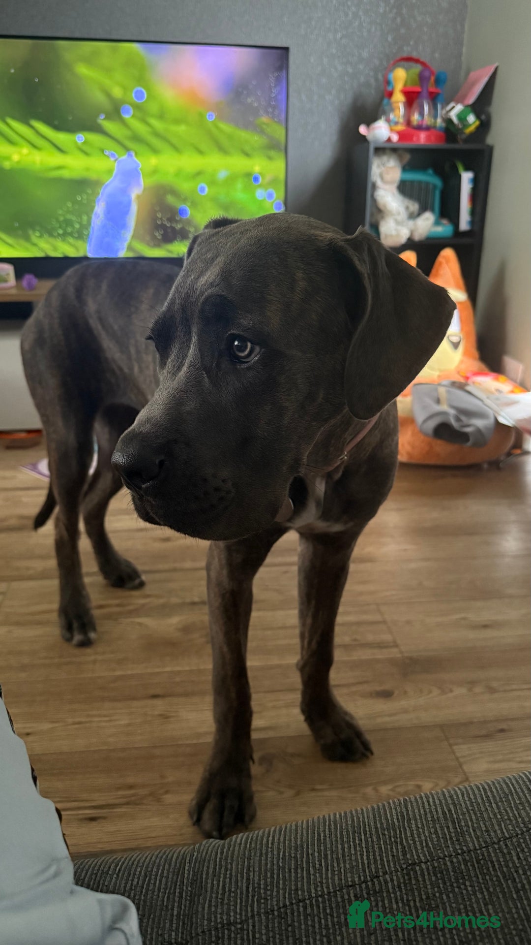 Cane Corso dogs for sale: 11 month old Cane Corso available  - Advert 4