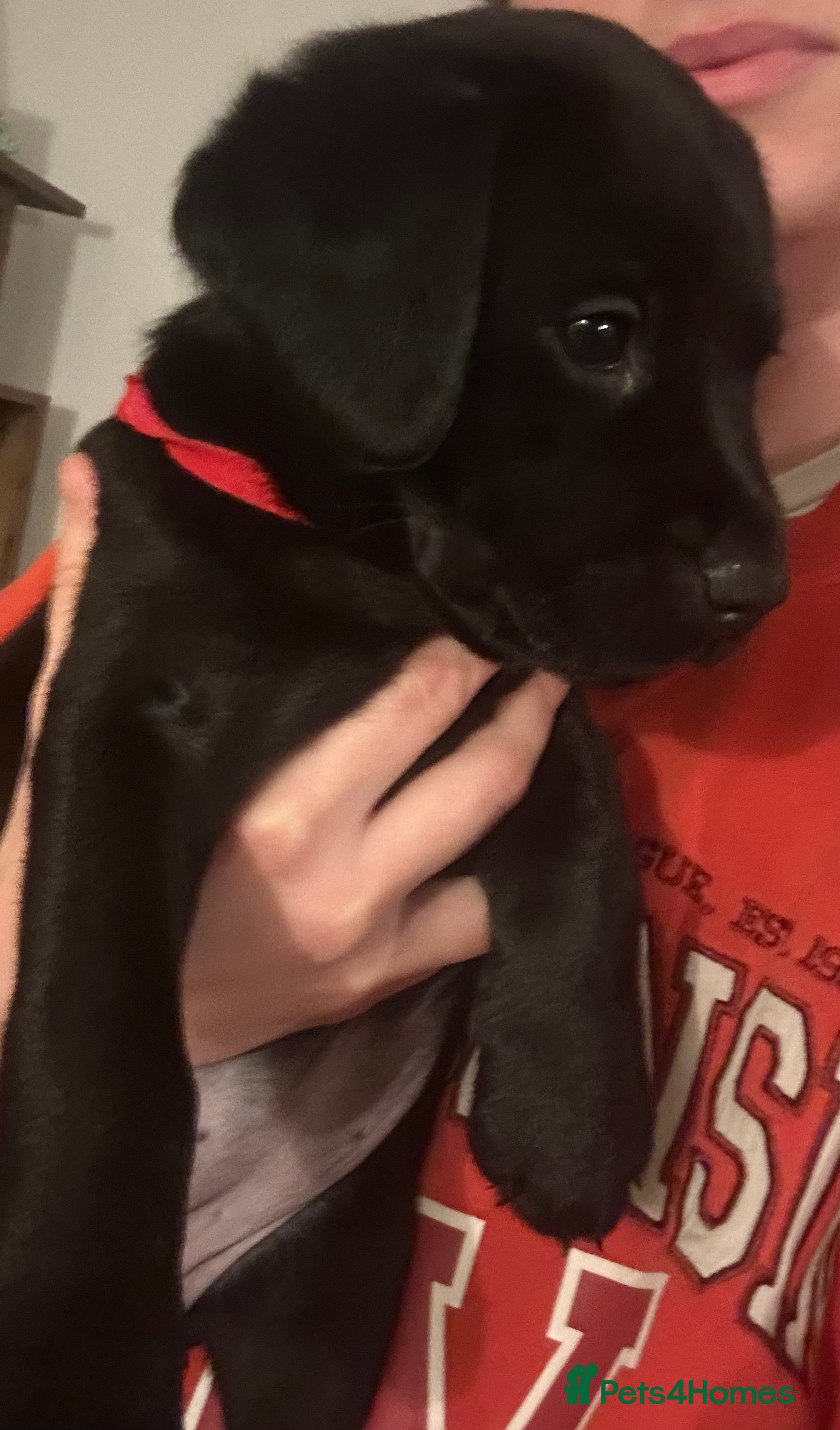 Labrador Retriever dogs 4 beautiful lab Puppies left  - Advert 7