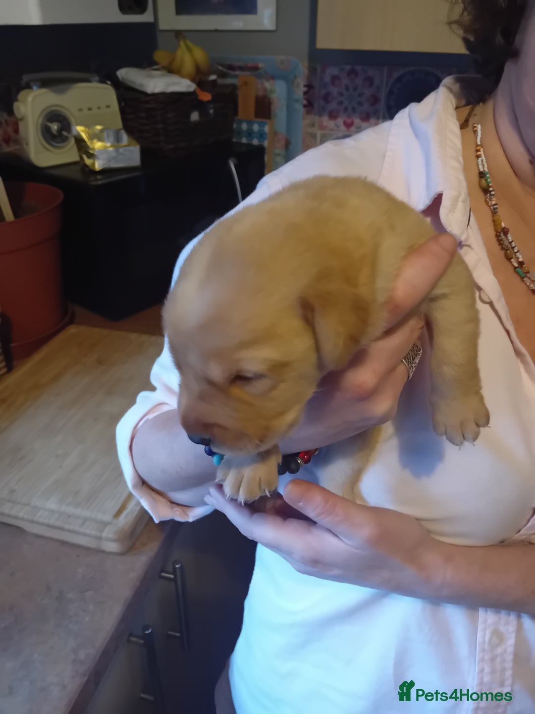 Labrador Retriever dogs for sale: Beautiful litter of labradors  - Image 4