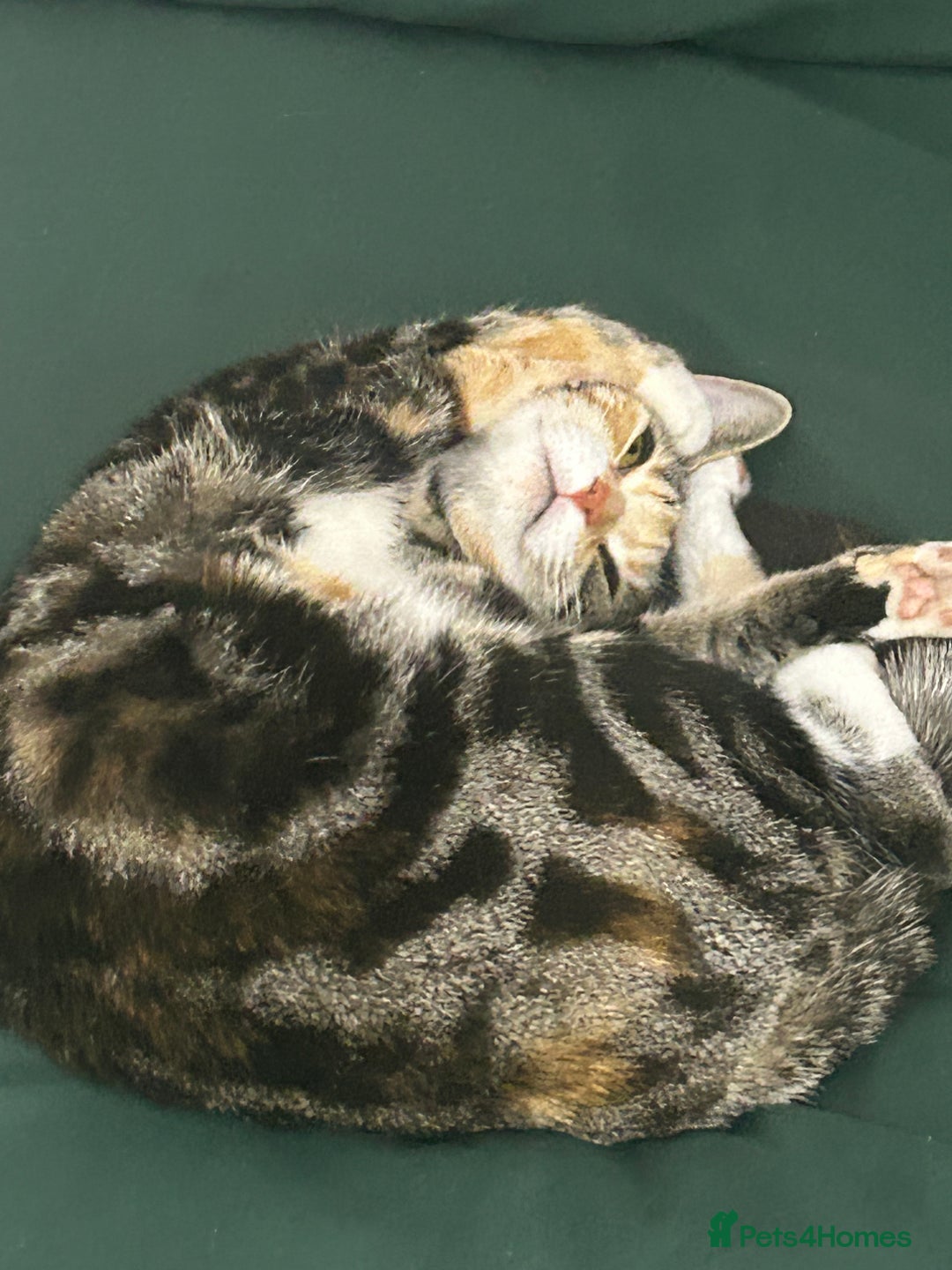 Abyssinian cats for sale: Called star  - Image 3