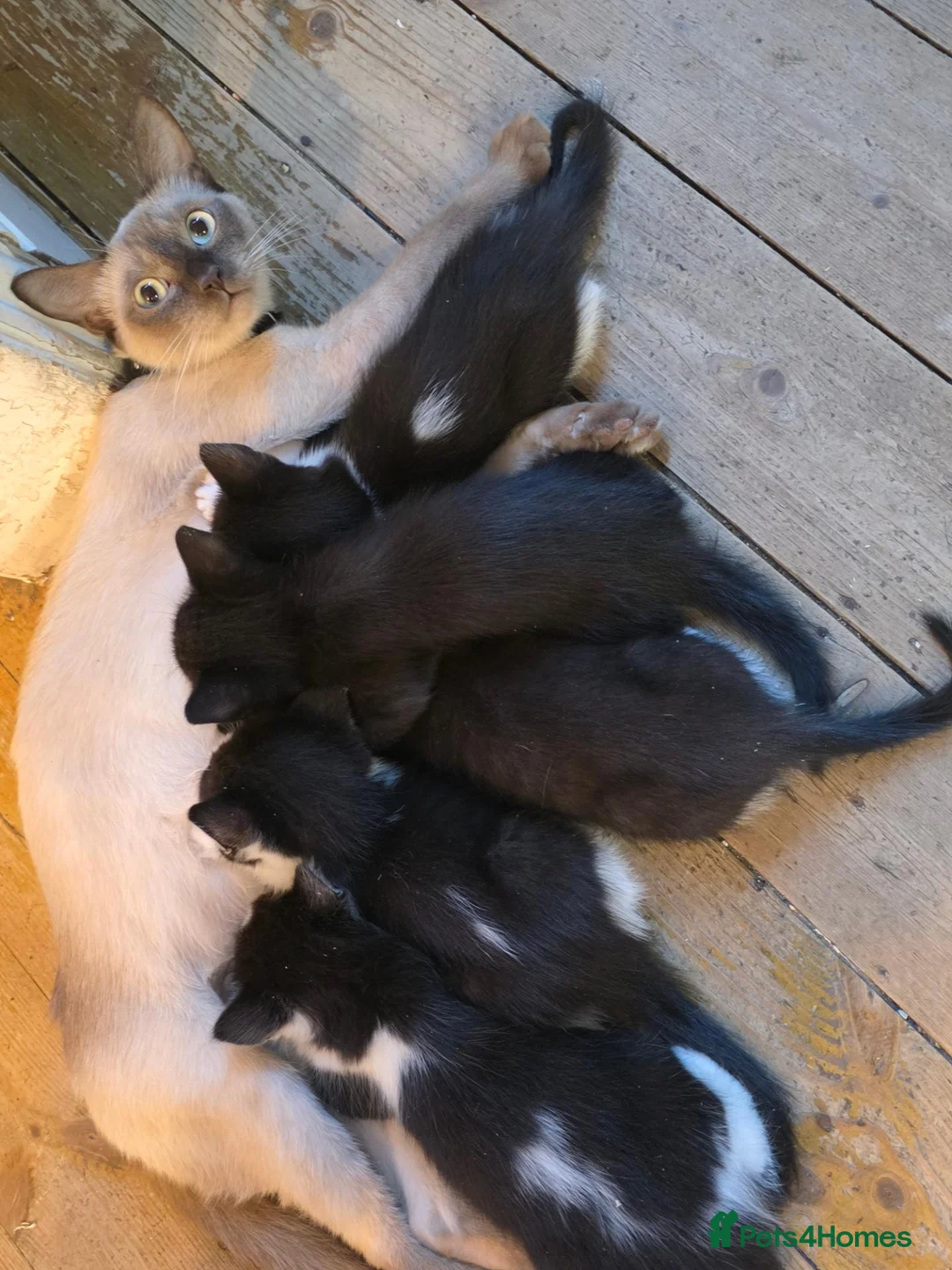 Burmese cats for sale: Burmese x - Advert 1