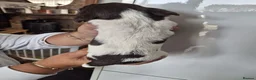 English Springer Spaniel dogs for sale: 5 springer spaniels puppies  in Ossett - Advert 10