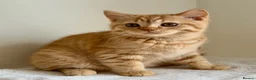 British Shorthair cats for sale: Last boy cute and playful TICA registered  - Advert 23