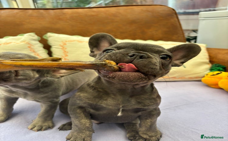 French Bulldog dogs - Advert 10
