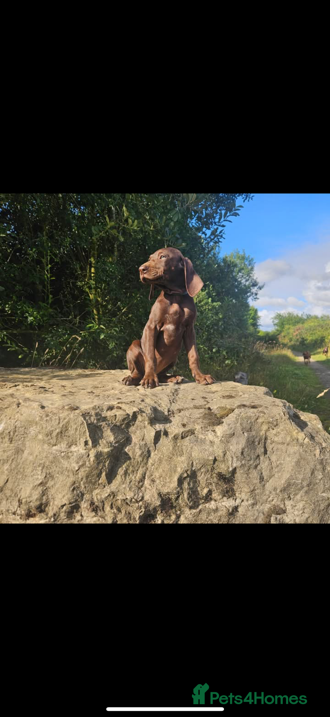 Mixed Breed dogs for sale: Hungarian vizsla pups top quality pups  - Advert 18