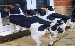 Jack Russell dogs for stud: Stunning Jack Russell for stud - Image 6