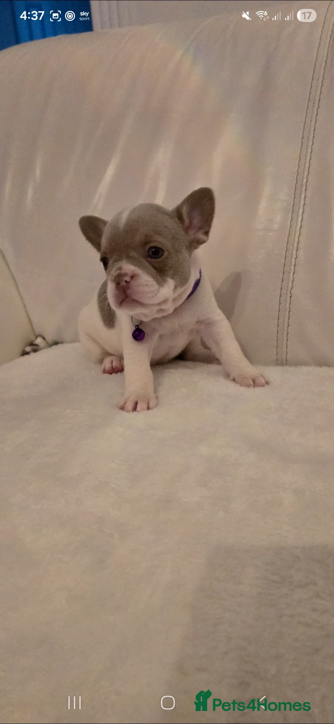 French Bulldog dogs for sale: French Bulldog puppies x 5 available  - Advert 14