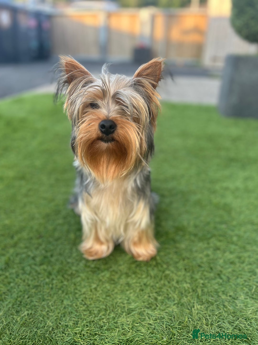 Yorkshire Terrier dogs for sale:    KC registered pedigree YorkshireTerrier Puppies - Image 5