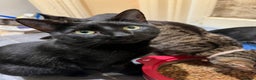 Mixed Breed cats for sale: Loving lucky black cats - Advert 9