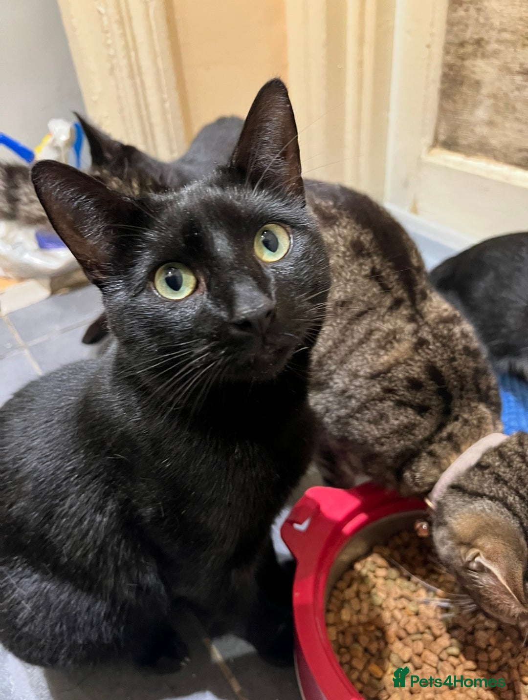 Mixed Breed cats for sale: Loving lucky black cats - Advert 9