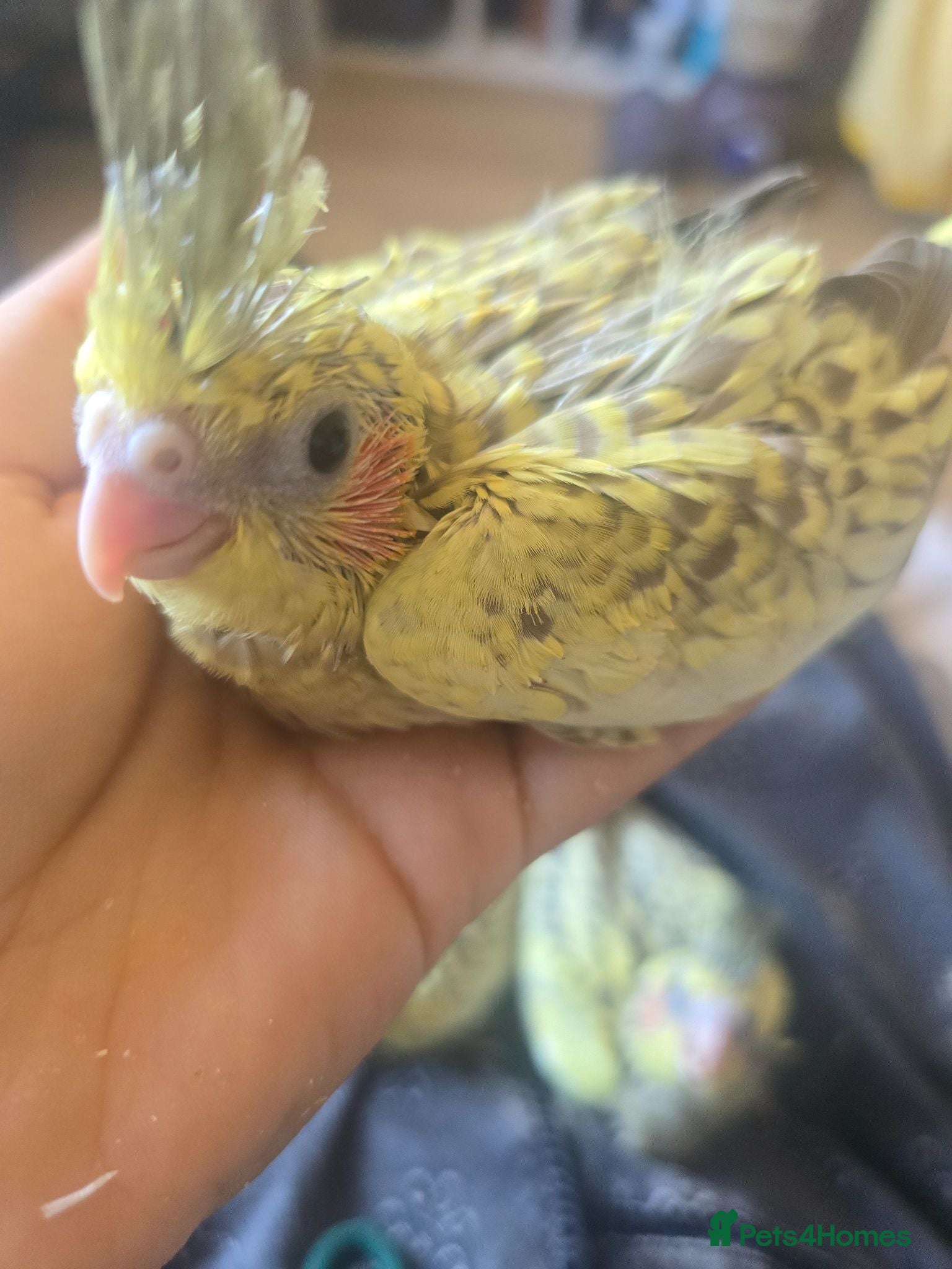 Cockatiels birds Baby cockatiels for sale - Advert 2