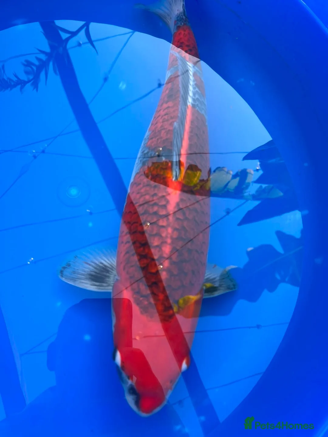 Koi Carp fish for sale: Stunning Female Kol - Approx. 45cm - £500 in Wokingham - Advert 2