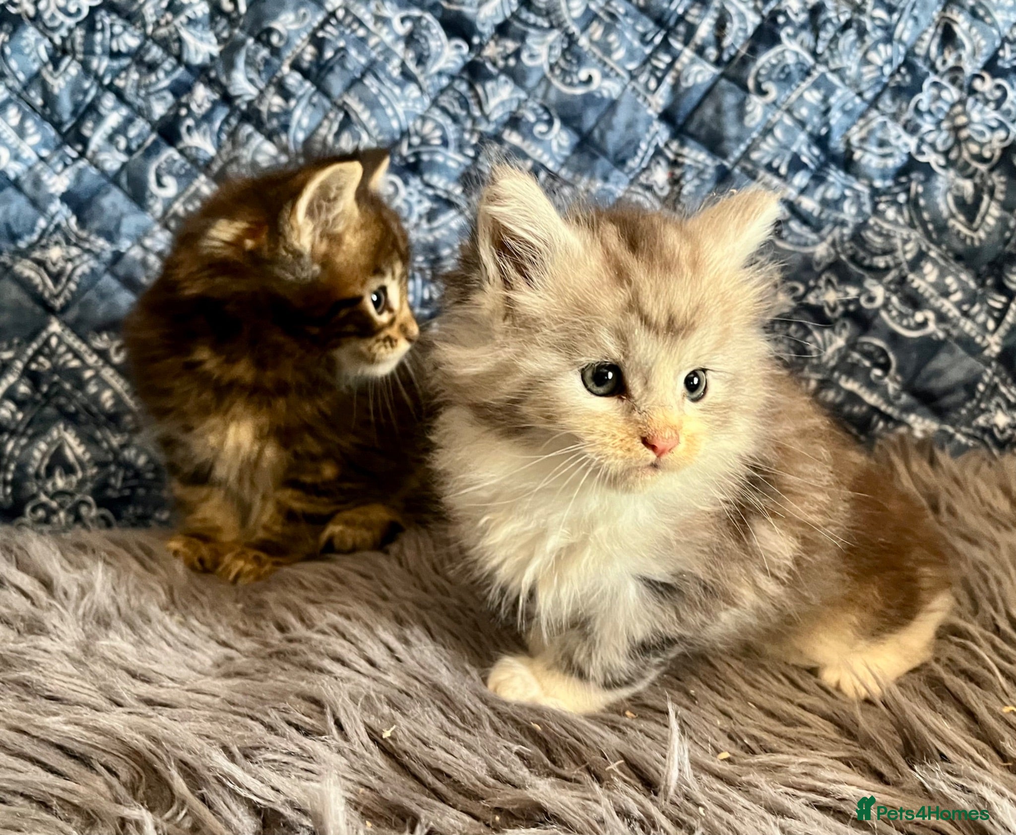Maine Coon cats Pure Maine Coon Kittens - Advert 16